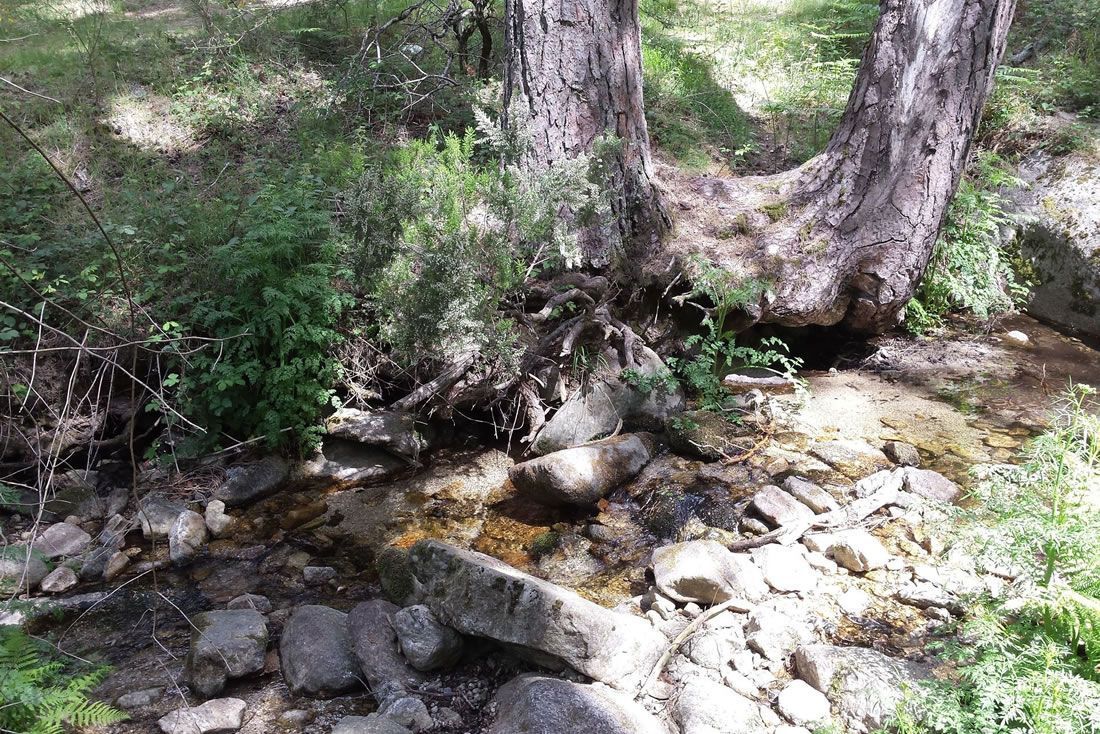 Este pequeño paso de agua está descalzando los árboles, hay que evaluar si eso hace peligrar su estabilidad.